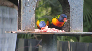 Bird Experts "Horrified" To Discover Meat-Eating Rainbow Lorikeets